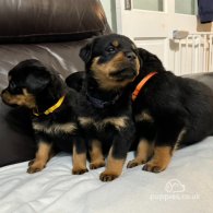 Rottweiler - Dogs