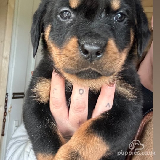 Rottweiler - Both