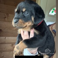 Rottweiler - Both