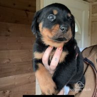 Rottweiler - Both