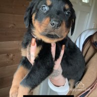 Rottweiler - Both