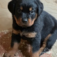 Rottweiler - Both