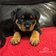 Rottweiler - Dogs