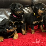 Rottweiler - Dogs