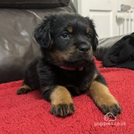 Rottweiler - Dogs