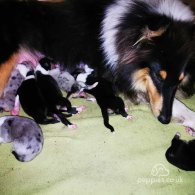 Rough Collie - Both