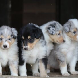 Rough Collie - Both