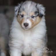 Rough Collie - Both