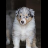 Rough Collie - Both