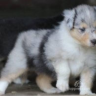 Rough Collie - Both