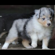 Rough Collie - Both