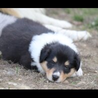 Rough Collie - Both