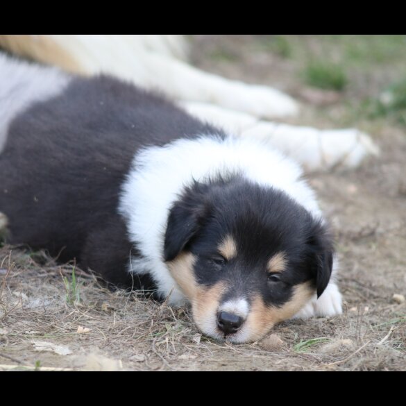 Rough Collie - Both