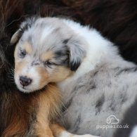 Rough Collie - Both