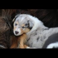 Rough Collie - Both