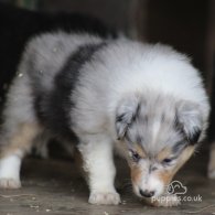 Rough Collie - Both