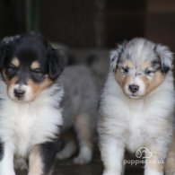 Rough Collie - Both