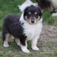 Rough Collie - Both