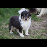 Rough Collie - Both