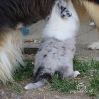 Rough Collie - Both