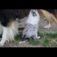 Rough Collie - Both