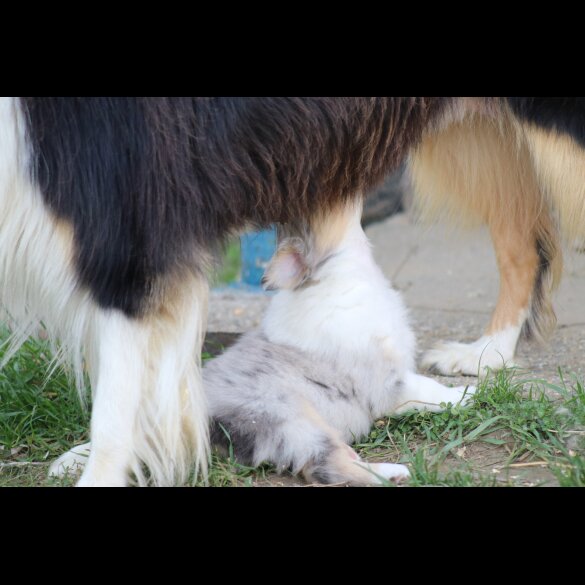 Rough Collie - Both