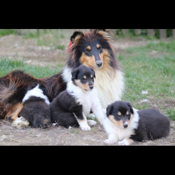 Rough Collie - Both