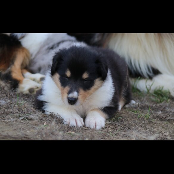 Rough Collie - Both