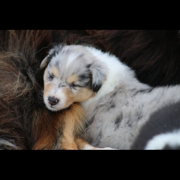 Rough Collie - Both