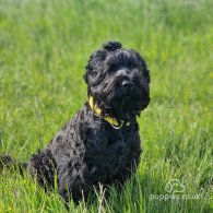 Russian Black Terrier - Both