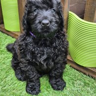 Russian Black Terrier - Both