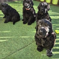 Russian Black Terrier - Both