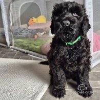 Russian Black Terrier - Both