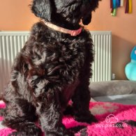 Russian Black Terrier - Both