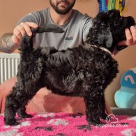 Russian Black Terrier - Both