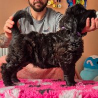 Russian Black Terrier - Both