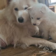 Samoyed - Both