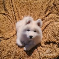 Samoyed - Both