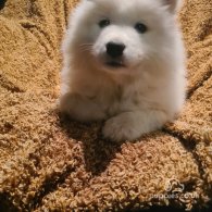 Samoyed - Both