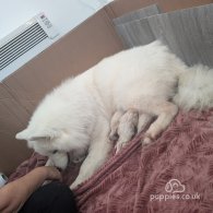 Samoyed - Both