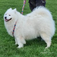 Samoyed - Both