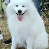 Samoyed - Both