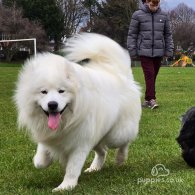 Samoyed - Both