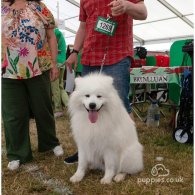 Samoyed - Both