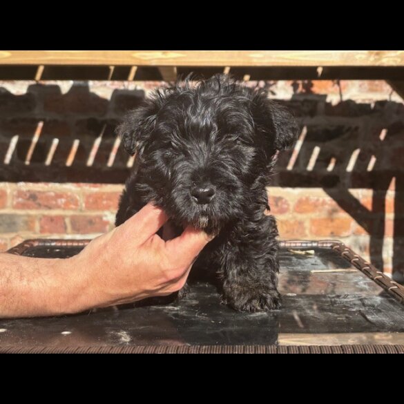 Scottish Terrier - Both