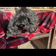 Scottish Terrier - Both