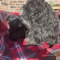 Scottish Terrier - Both