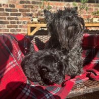 Scottish Terrier - Both