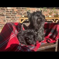 Scottish Terrier - Both