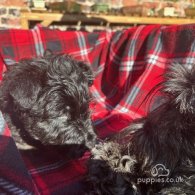 Scottish Terrier - Both